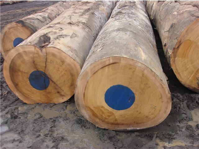 �D������R �c���ɷŴ�