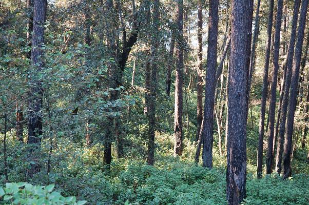 �D���ֵ� �c���ɷŴ�