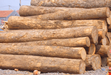 �D��ԭľ �c���ɷŴ�