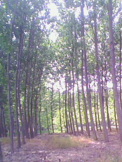 �D���aƷչʾ�� �c���ɷŴ�