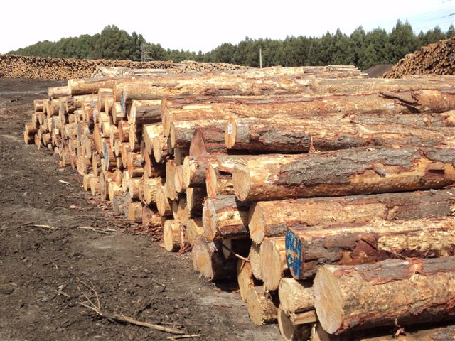 �D��ݗ���� �c���ɷŴ�