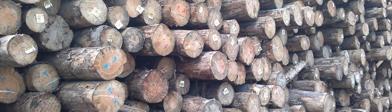 �D��ԭľ �c���ɷŴ�