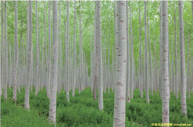 �D������� �c���ɷŴ�