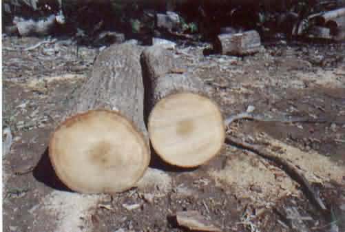 �t�� red oak��Ԕ����B