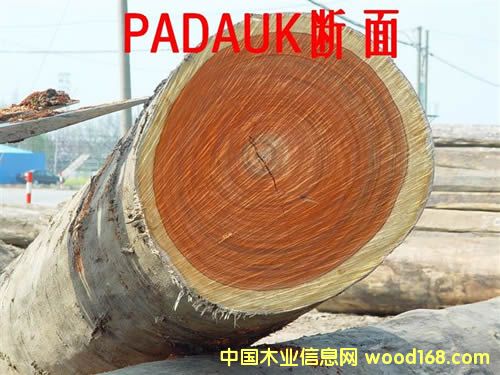 PADOUK         �t �� ���Ԕ����B