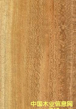 ���ٽz���N��塢��Ƭ��