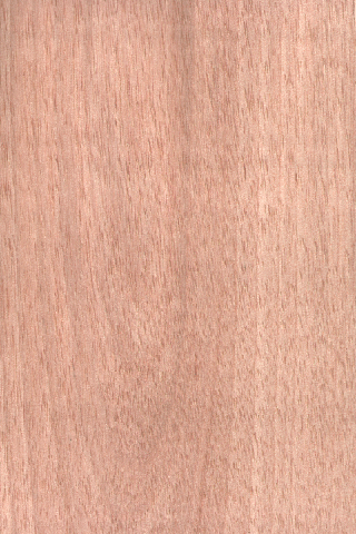 ���Ϙ�ľƤ��ɽ�y��china birch(c)