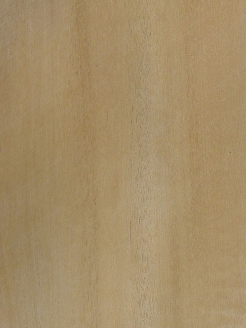 �հ���(�wƤ����/�S��̴)tauari(Q)��Ԕ����B