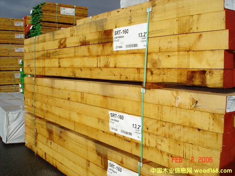 YELLOW CEDAR��Ԕ��(x��)��B