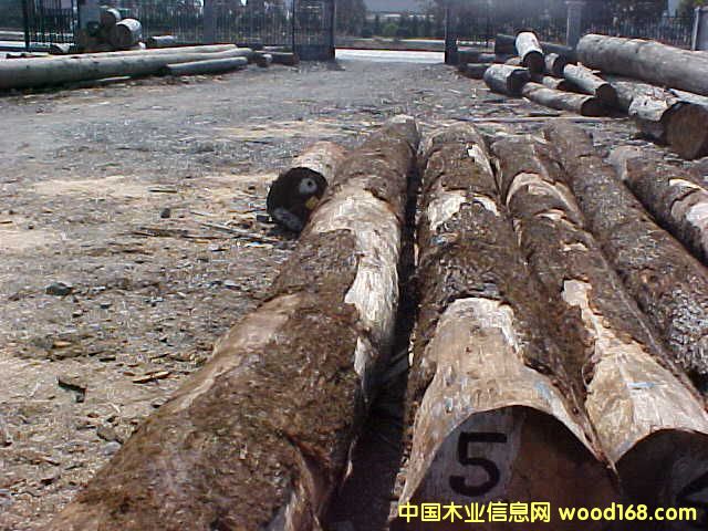 ����ľ�ĵ�Ԕ����B