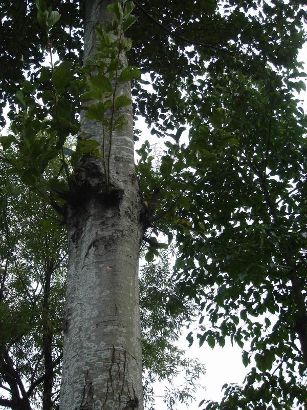 ��ľ(alder)�ذ�ġ�Ҏ(gu��)��ĵ�Ԕ��(x��)��B