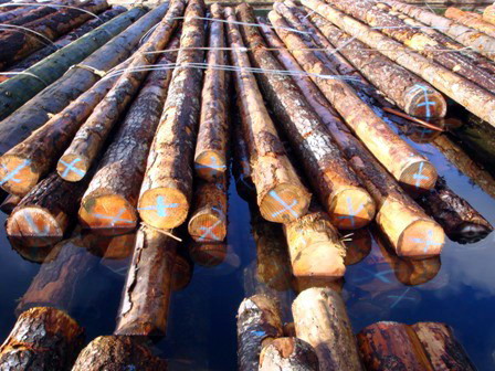 20cm up ���ô�����ԭľ��Ԕ����B