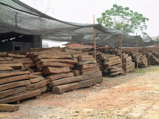 250������t��֦����ľ���t̴��