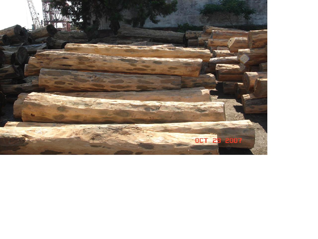 �G̴ľ-Palo Santo��Ԕ����B