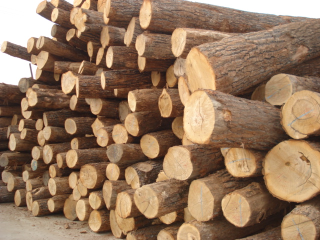 ���x��ľ,,ԭľ��Ԕ����B