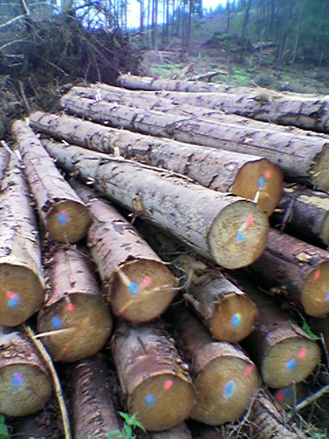 SPRUCE LOGS��Ԕ����B