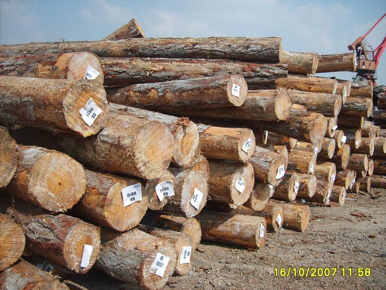 ݗ���ɵ�Ԕ����B