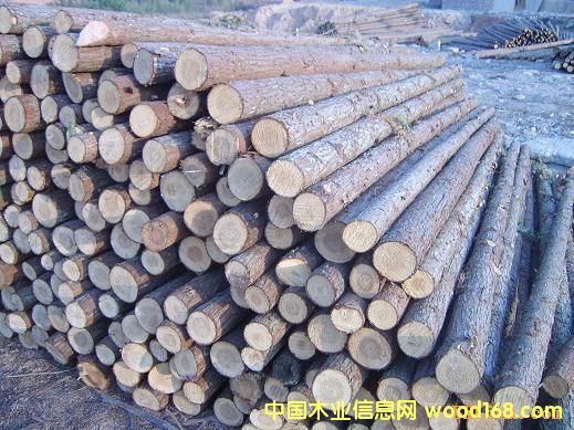 �c���鿴ԭľ�Ŵ�DƬ