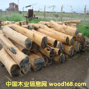 02�G̴��(Palo Santo)��Ƥԭľ��Ԕ����B