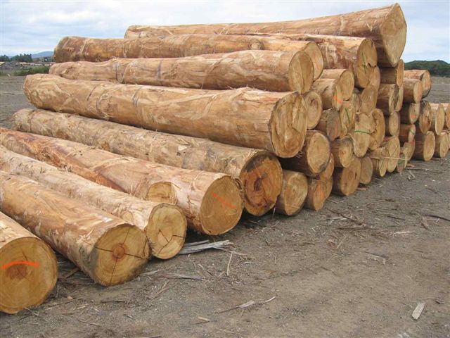 ������ľ�����骣���Ԕ����B