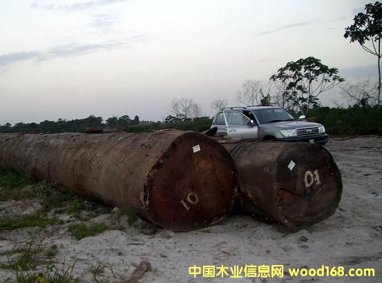 PURPLEHEART(����ľ)