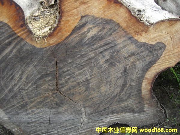 ��������֦��Ԕ����B