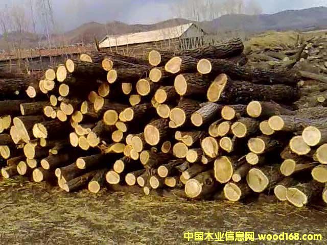 �����|����ľ��Ԕ����B