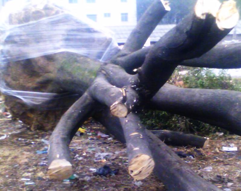 ���ǘ䣨�L���䣩