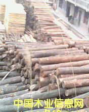 ��ľ��Ԕ����B