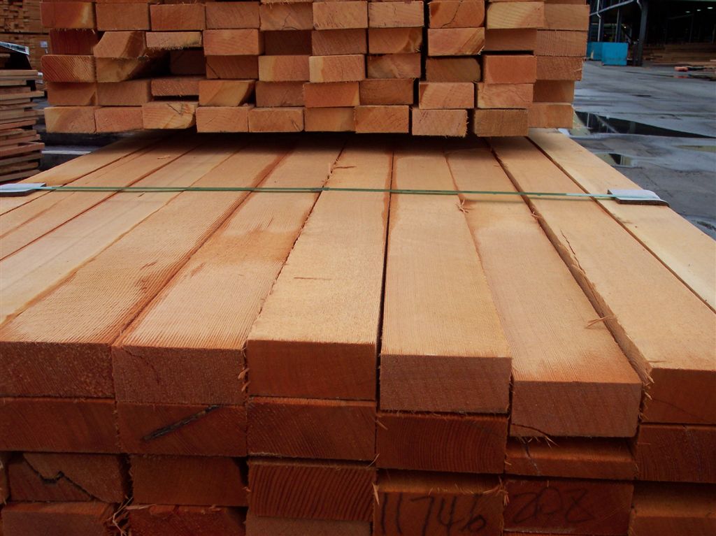 花旗松的詳細(xì)介紹