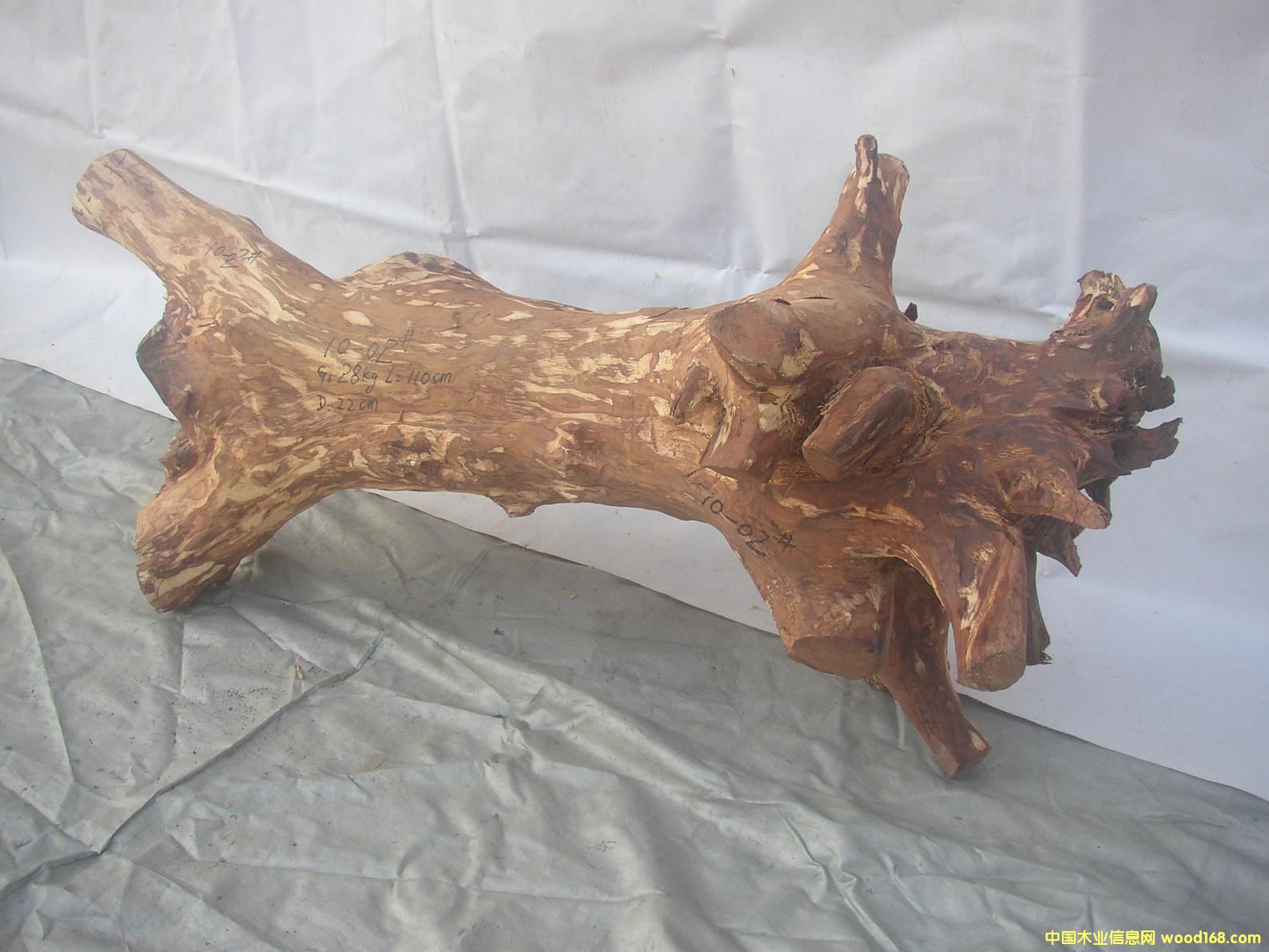 �����S����10-02̖(h��o)��Ԕ��(x��)��B