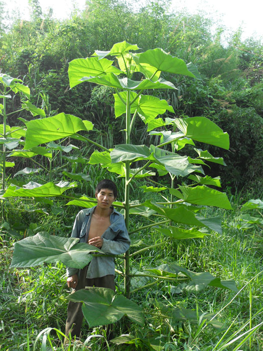 �c���鿴3�����s����ͩ��Ŵ�DƬ