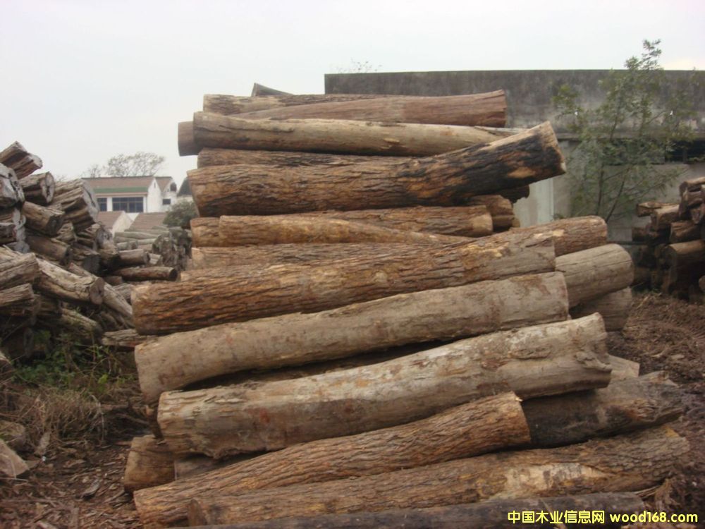 ��Ʒ С�~�t̴