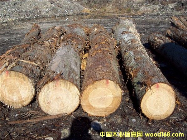 �����ؘ�(sh��)