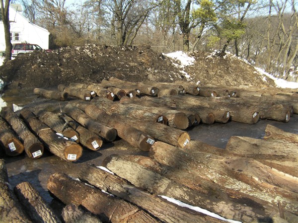 �����ں���ԭľ��Ԕ��(x��)��B