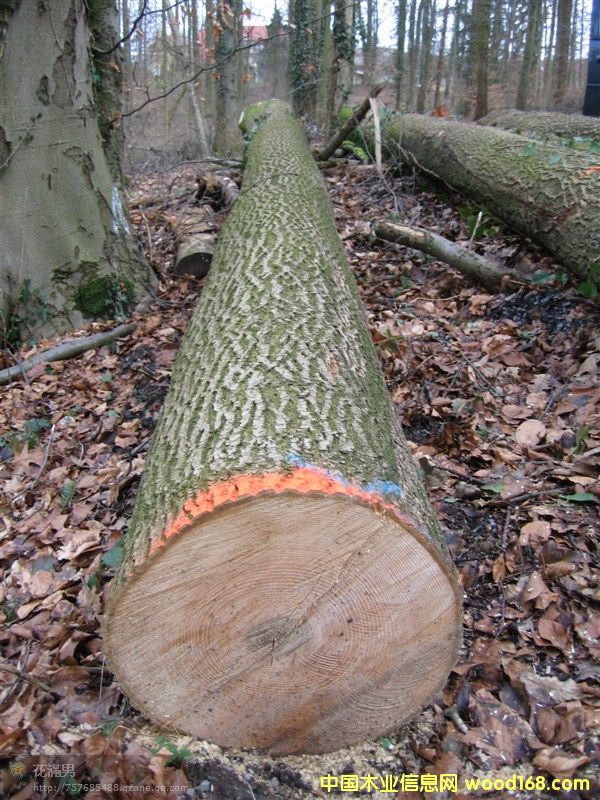 �W�ް�Ϟ(��˨)���вĵ�Ԕ����B