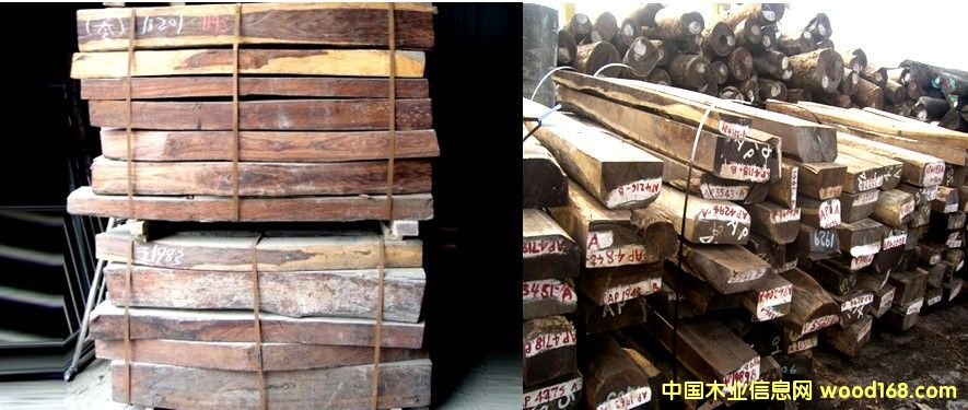 �t��֦ ������֦��Ԕ����B