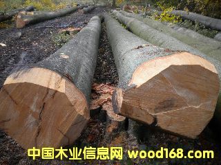 ��ľ �����r�ĵ�Ԕ����B