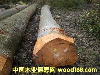 ��ľ �����r�ĵ�Ԕ����B