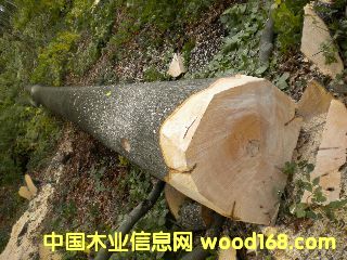 ��ľ �����r�ĵ�Ԕ����B