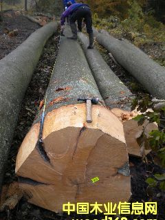 ��ľ �����r�ĵ�Ԕ����B