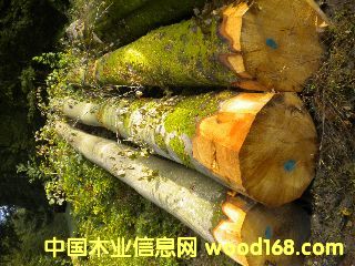 ��ľ �����ĵ�Ԕ����B