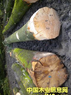 ��ľ �����ĵ�Ԕ����B