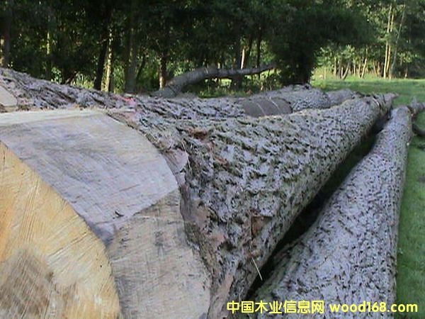 �W�ޗ�ľԭľ��Ԕ��(x��)��B