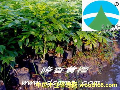 �����S̴������ľ���tľ�Ҿ��ò��֣�