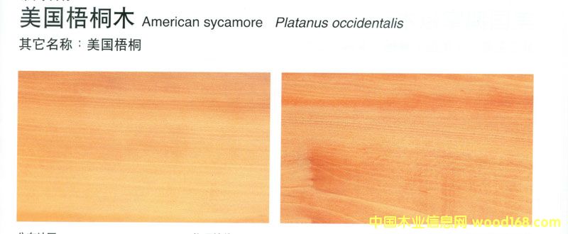 ������ͩSycamore2��Ԕ����B