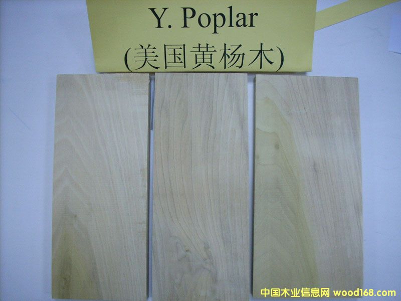 �����S��ľYellow Poplar��Ԕ����B
