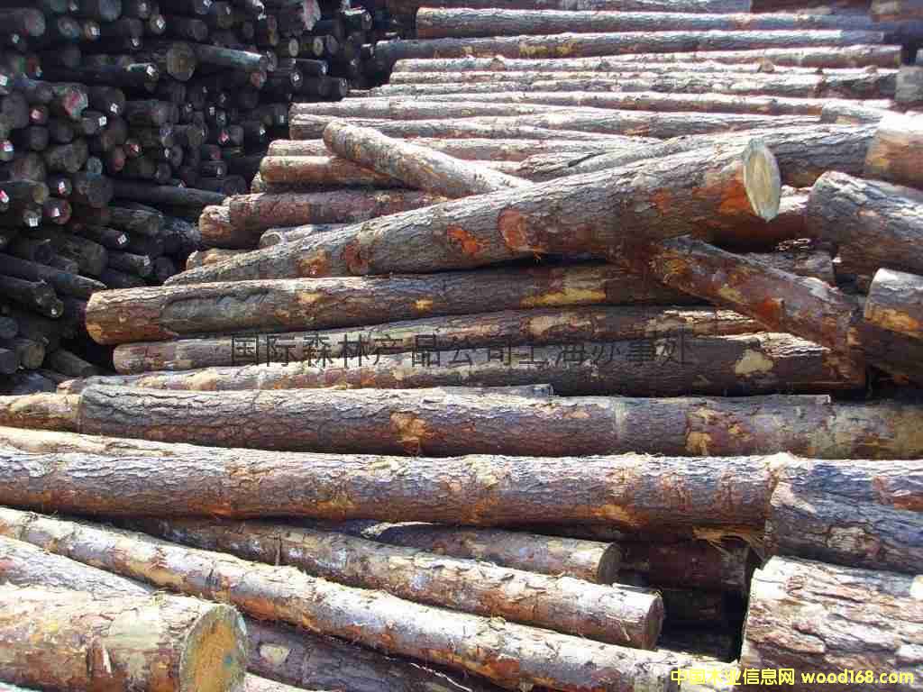 �_�R�၆���r�����t��RED PINEԭľֱ��