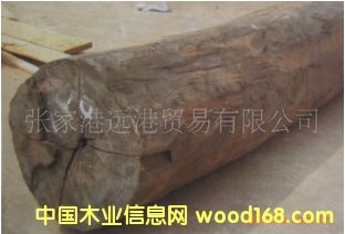 ������ľ ��̴ Diospyros��Ԕ����B