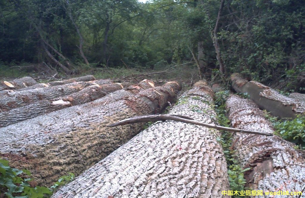 ��������ԭľ��Ԕ����B